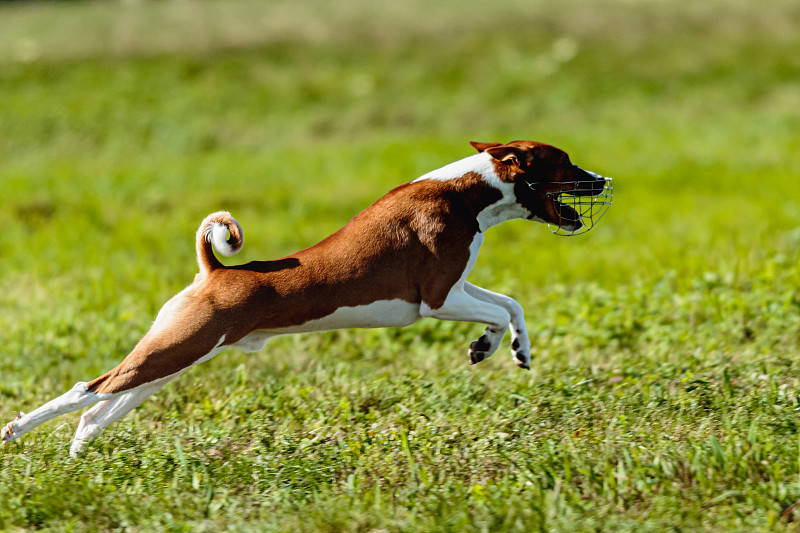 巴仙吉犬在绿地上引诱赛跑选手