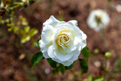 胡德山的玫瑰花在田野里盛开。