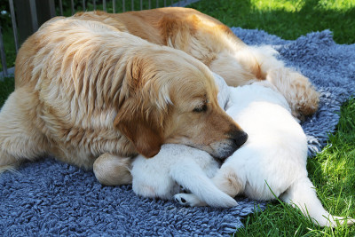 Golden_Retriever