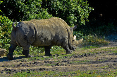 safari