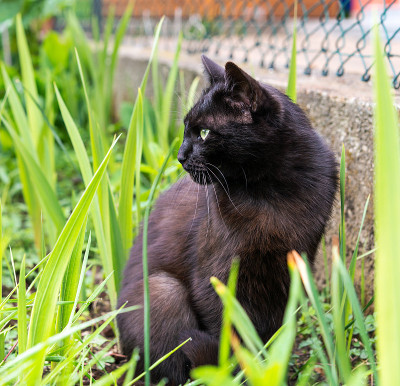 草丛中警惕的猫