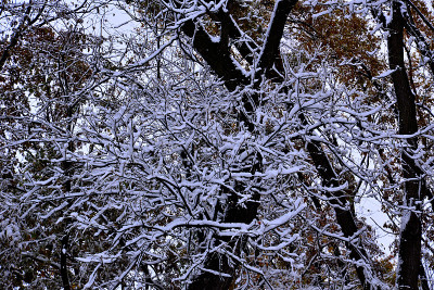 在大雪覆盖的秋天，缠结的树枝