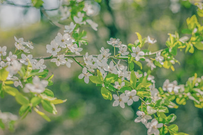 白色樱花枝近春
