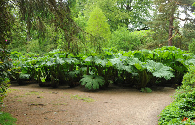 Gunnera Manicata在塔顿，柴郡，英国，英国