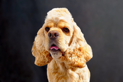 美国可卡犬在黑色背景上理发后的肖像