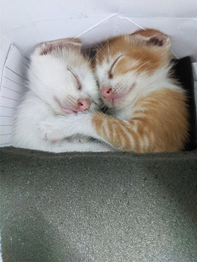 睡觉的猫