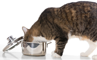猫从锅里偷食物