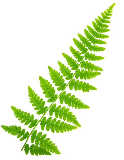 微距镜头拍摄中，白色背景上孤立的蕨类植物