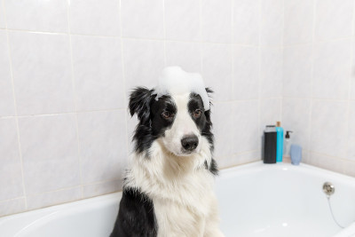 有趣的室内肖像小狗狗边境牧羊犬坐在浴缸得到泡沫浴和香波淋浴。可爱的小狗湿在浴缸在美容沙龙。用有趣的泡