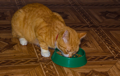 家里的红猫吃东西