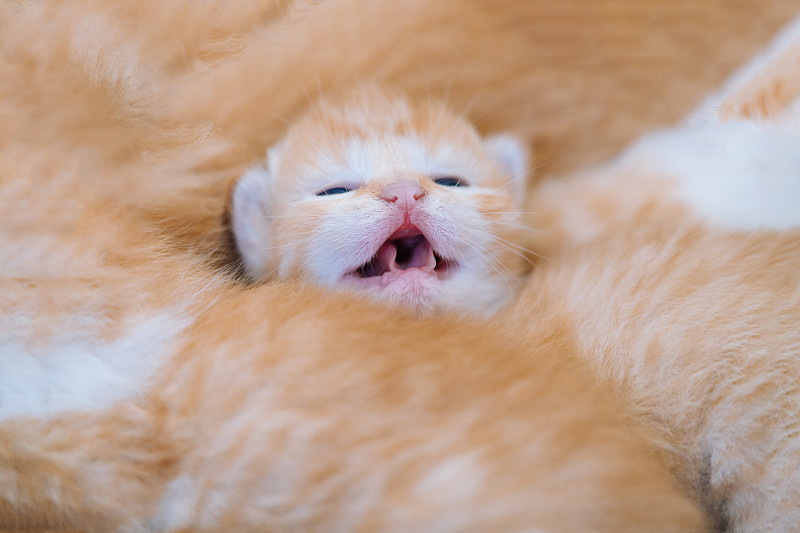 新生的小红猫以有趣的姿势睡觉。一群可爱的姜黄色小猫咪。家畜。睡觉和舒适的午睡时间。舒适的宠物睡在舒适