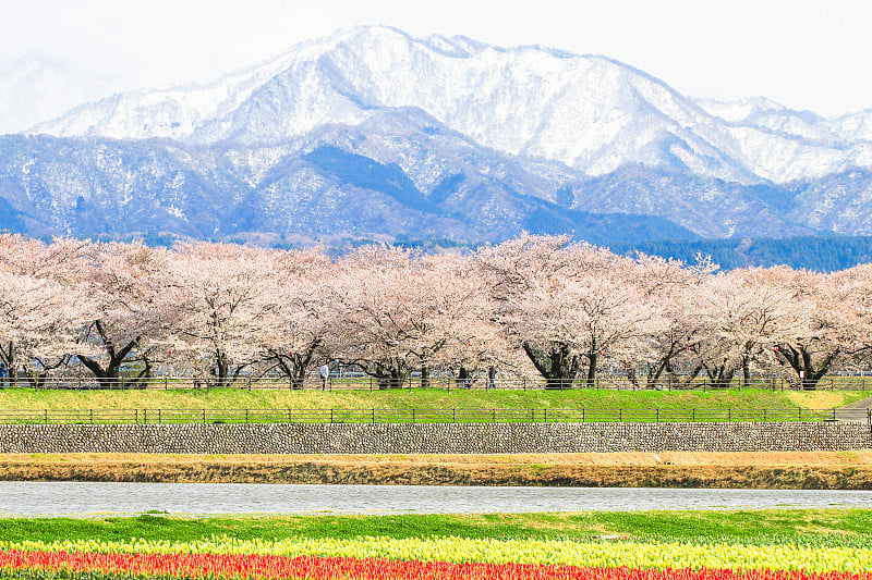 樱花或樱花以日本阿尔卑斯山山脉为背景，日本富山县朝日镇。