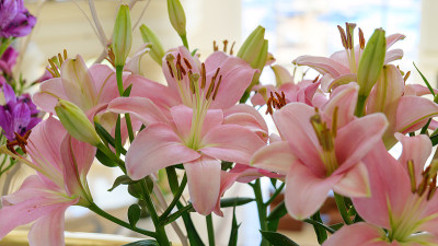 特写的粉红色百合花