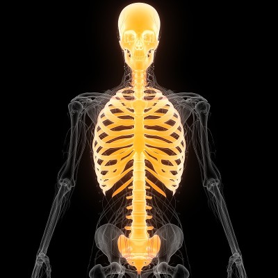 人体骨骼系统轴向骨骼解剖学