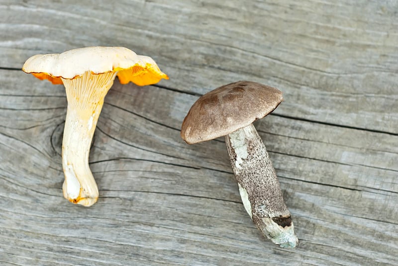 金鸡油菌(Cantharellus cibarius)和褐桦木(Leccinum scabrum;牛