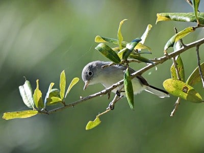 蓝灰色的捕蚊器(Polioptila caerulea)栖息在佛罗里达州的一个树枝上