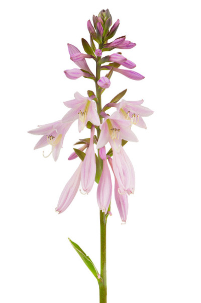 玉簪(凤仙花或大蕉百合)花穗在白色背景上