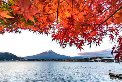 日本富士山的五彩秋色——川口湖是日本欣赏富士山美景的最佳地点之一。