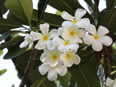 Plumeria