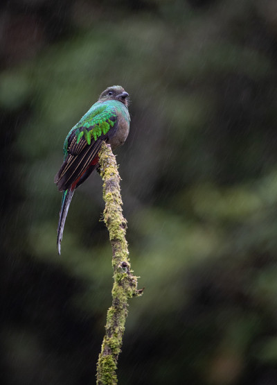 在哥斯达黎加金碧辉煌的Quetzal
