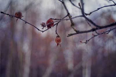 Crataegus(山楂)