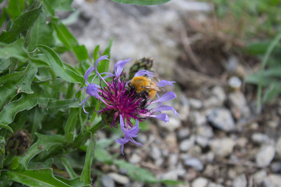 Fiordaliso