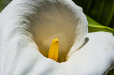 Spathiphyllum