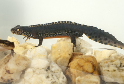高山纽特;Ichthyosaura
