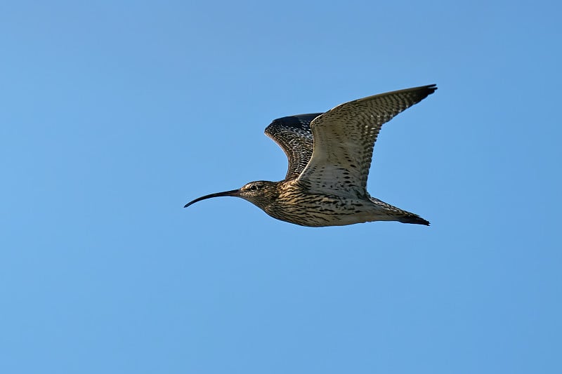 欧亚卷尾鹦鹉（Numenius arquata）