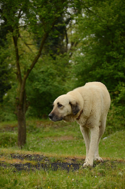牧羊犬