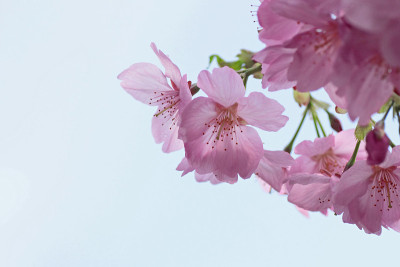 樱花盛开