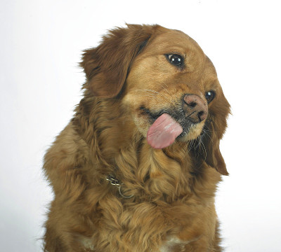 金毛猎犬舔