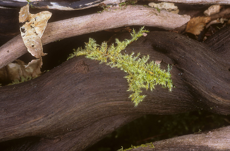 Moss Redrice和Cabilla Wood自然保护区