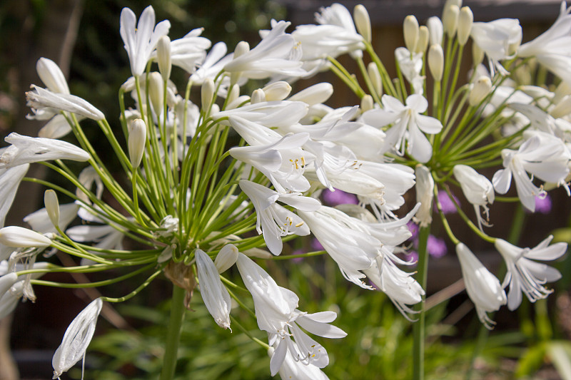 德国哥廷根花园中盛开的白色Agapanthus