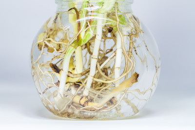 在玻璃容器中关闭epipremum aureum。
