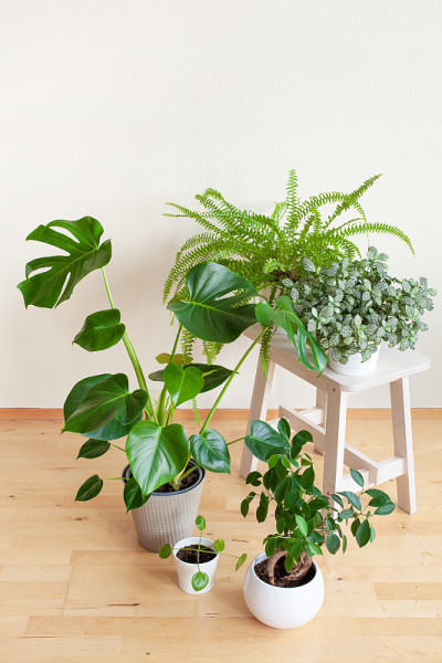 室内植物fittonia, monstera，肾皮和无花果人参在白色花盆