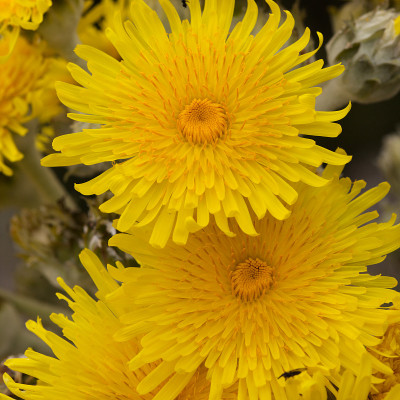 大加那利群岛的植物群- Sonchus acaulis，种下加那利群岛中部特有的蓟，自然的宏观花卉背