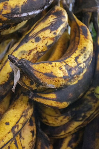 梧桐树