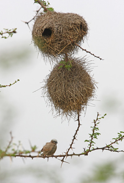 Grey-capped Social-weaver