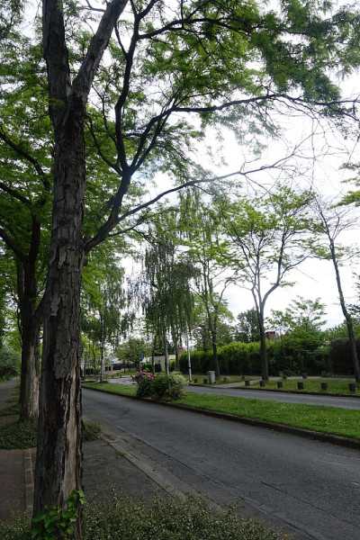 法国大岛(Ile-de-France)的城市环境中，两条车道的道路两旁都是树木