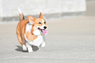 年轻的威尔士柯基犬