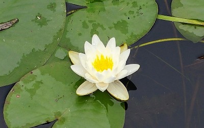 睡莲