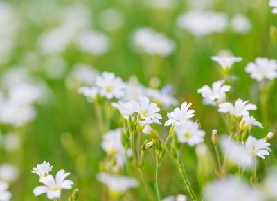 盛开的白花小鸡花