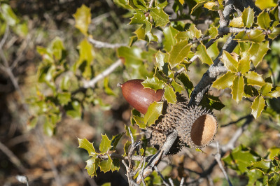 Kermes Oak, Quercus coccifera
