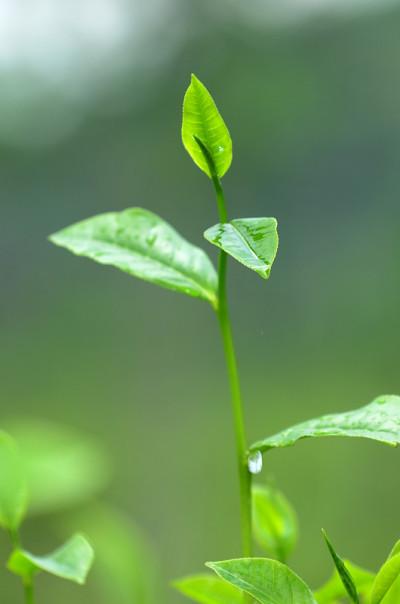 烈日下的茶叶嫩芽