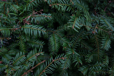 torreya