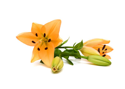 美丽的百合花孤立在白色上