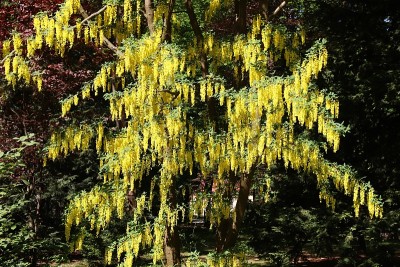 金链树-金链花