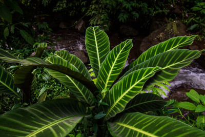 毛竹属绿叶植物