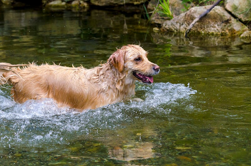 金毛猎犬在水中快速奔跑